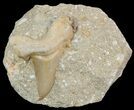 Otodus Shark Tooth Fossil In Rock - Eocene #47728-1